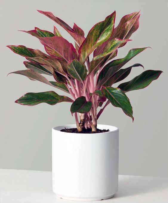 Aglaonema na sombra