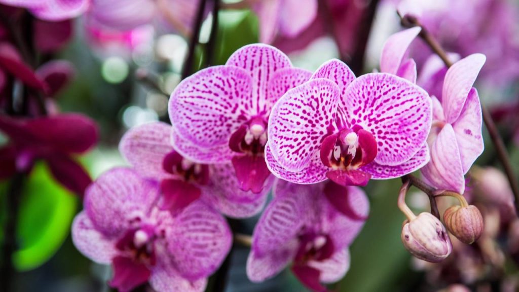 Como cuidar de orquídeas em casa