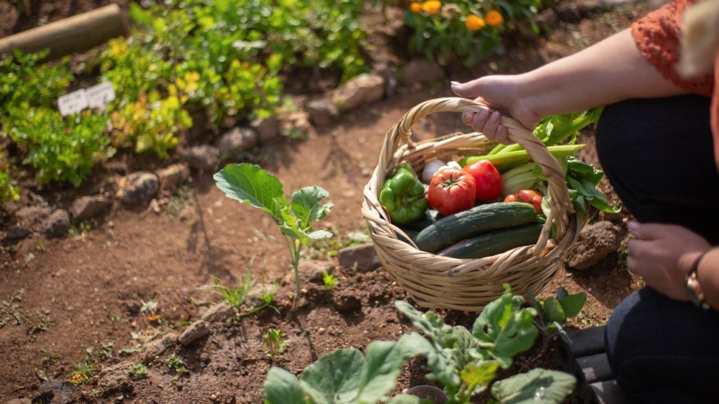 Como proteger a horta de pragas e doenças