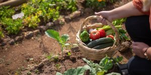 Como proteger a horta de pragas e doenças