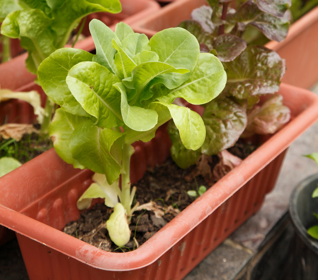  Excesso de Água ao Cultivar Hortaliças