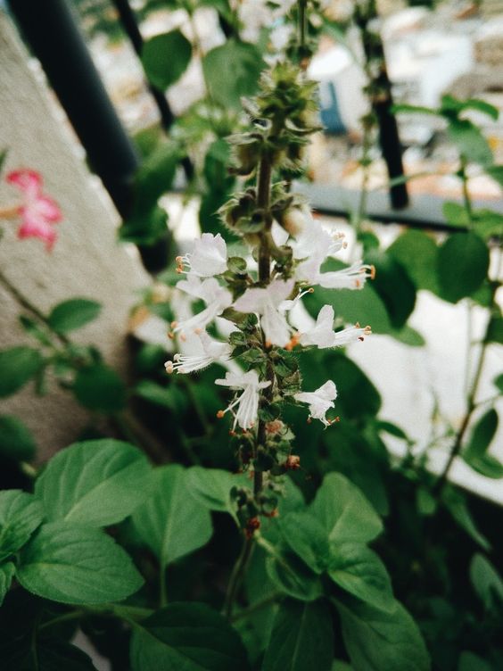 Flor de manjericão