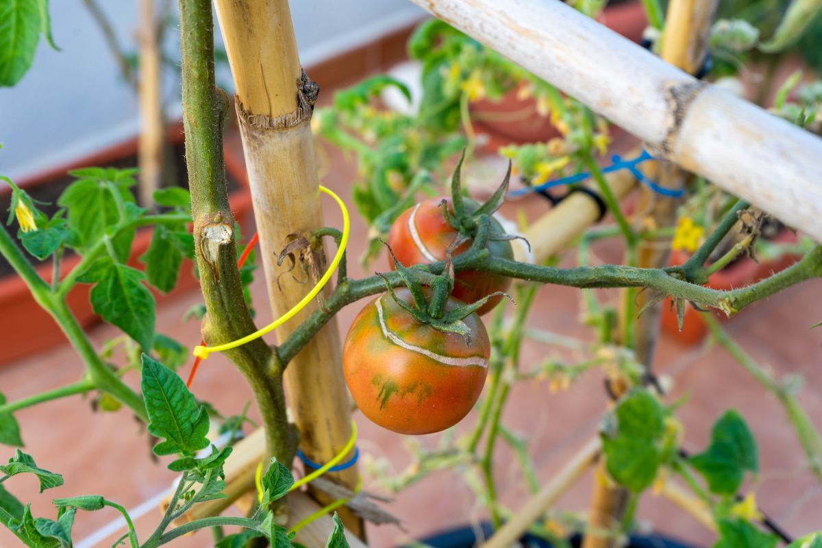 Imagem de pé de tomate em vaso