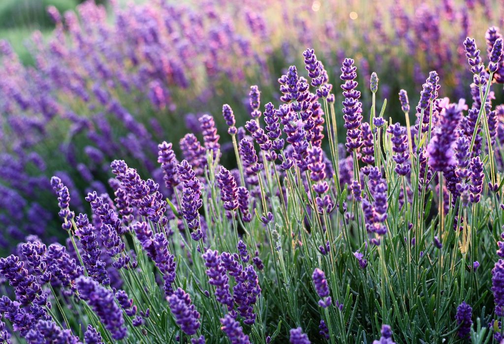 Plantas que afastam insetos lavanda