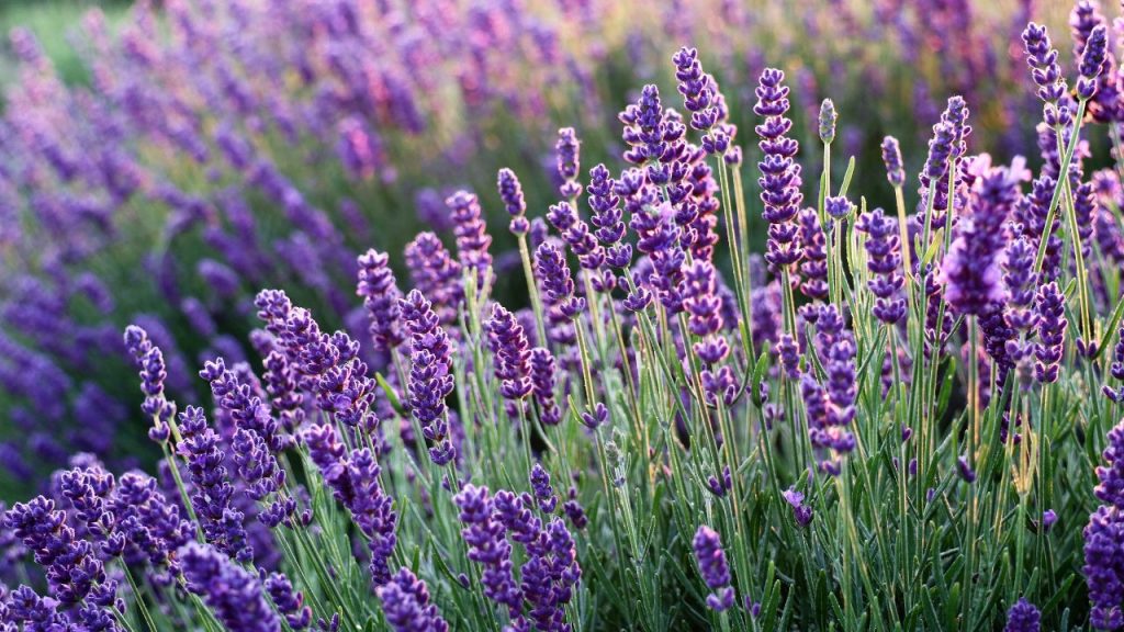 Plantas que atraem polinizadores abelhas - lavanda