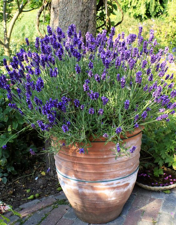 Plantas que crescem rápido Lavanda Pinterest