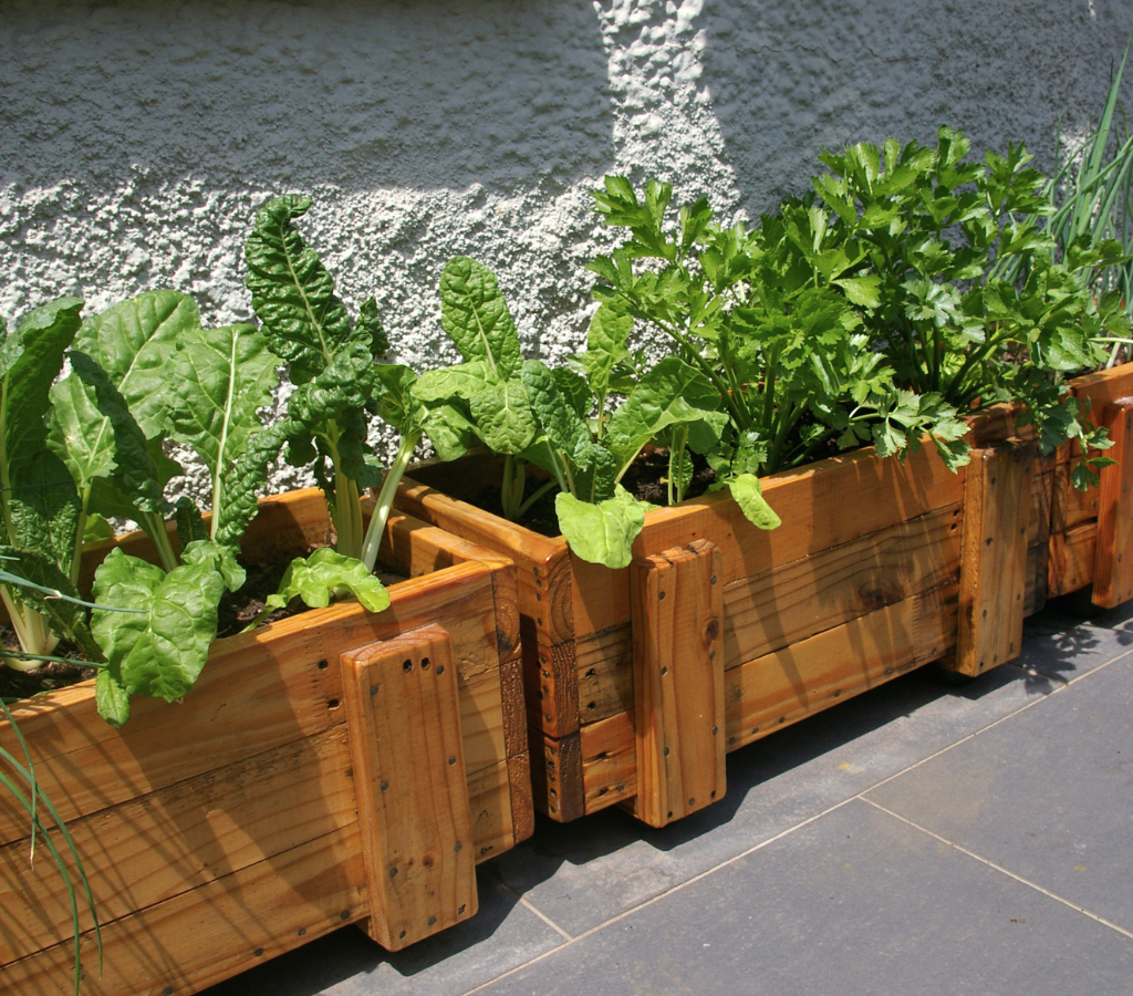 Vasos Adequados para Cada Planta