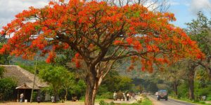 árvores que florescem na primavera Flamboyant