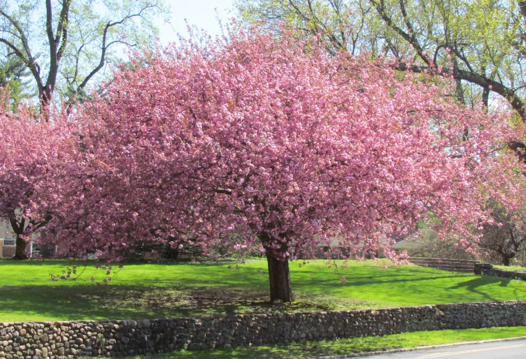 árvores que florescem na primavera cerejeira