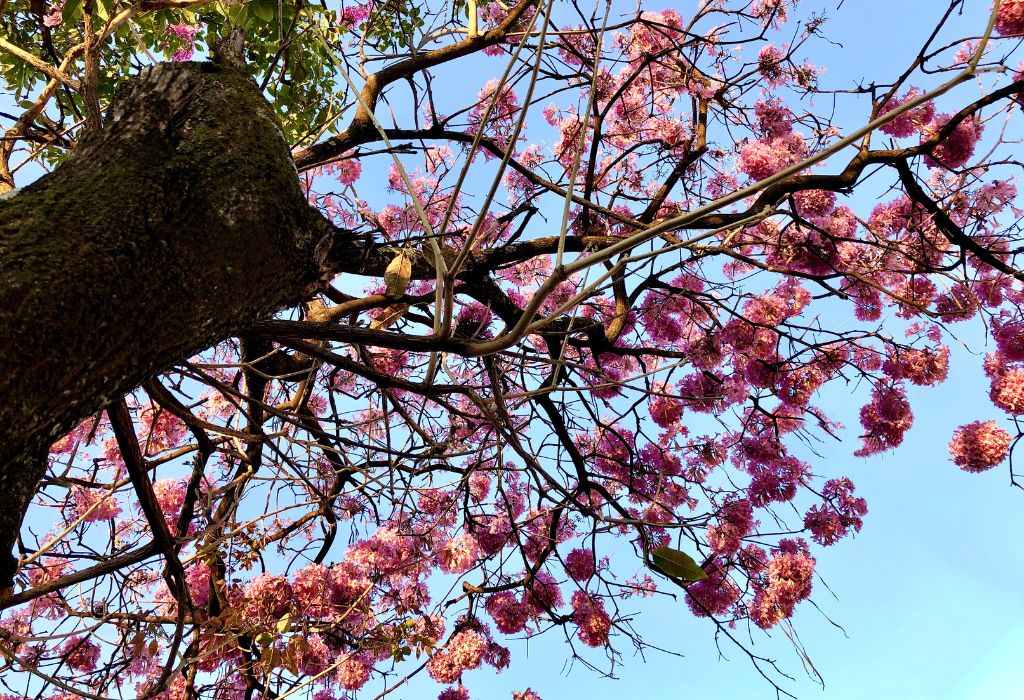 árvores que florescem na primavera ipê-roxo