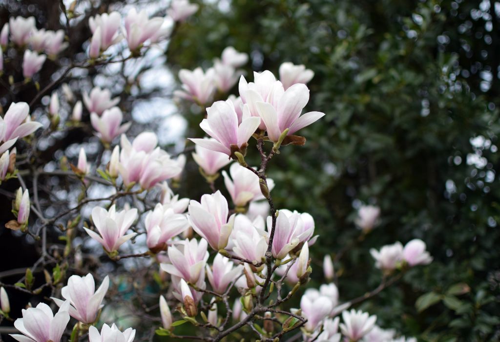 árvores que florescem na primavera magnólia