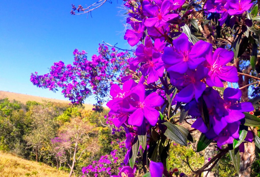 árvores que florescem na primavera manacá-da-serra