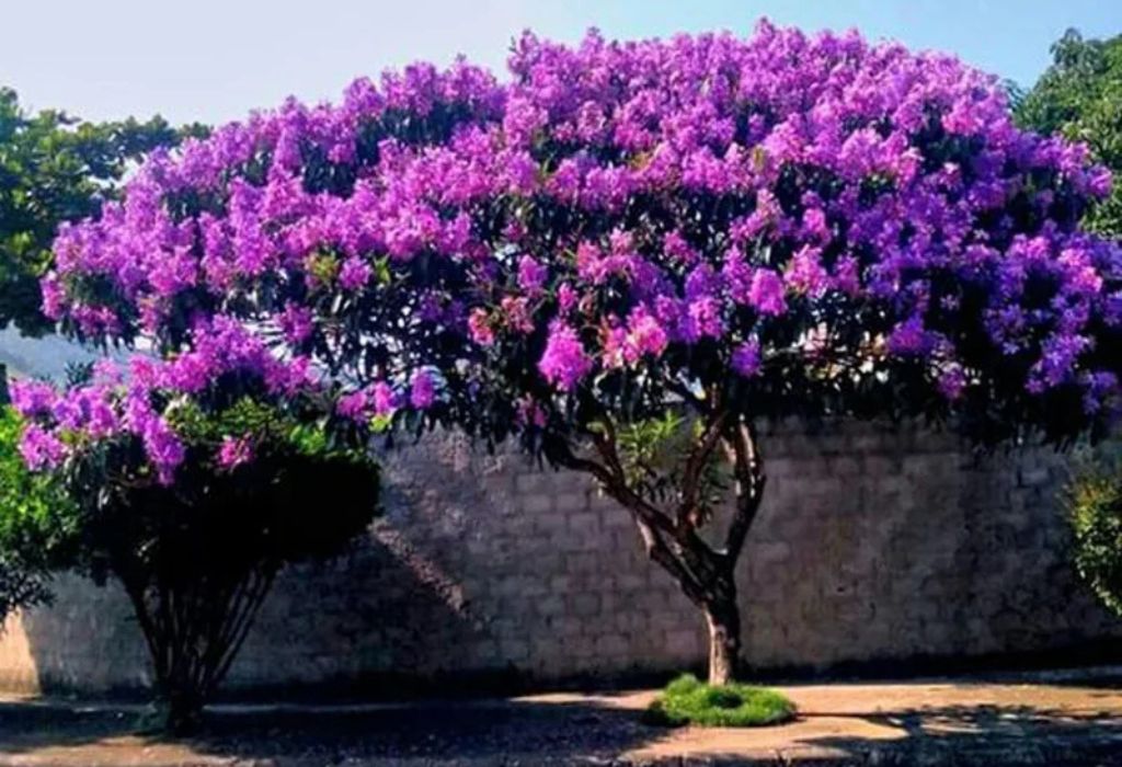 árvores que florescem na primavera quaresmeira