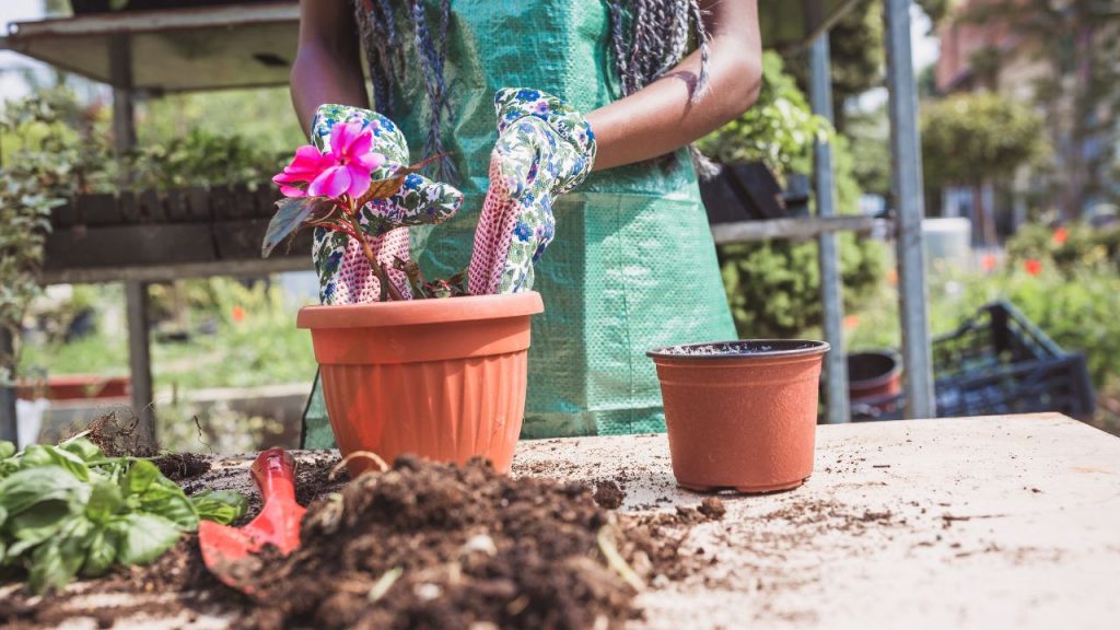 cuidados com a terra de plantas no tempo seco