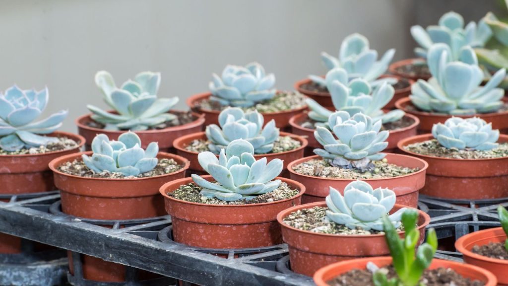 echeveria plantas suculentas