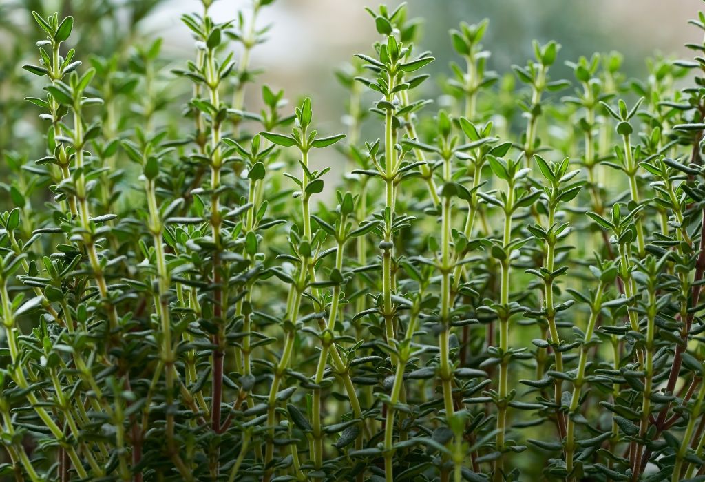 ervas aromáticas fáceis de cultivar tomilho