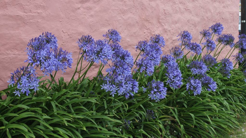 jardim com agapantos