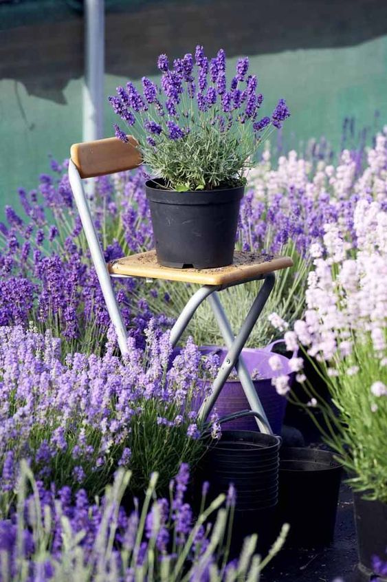 jardim com lavanda