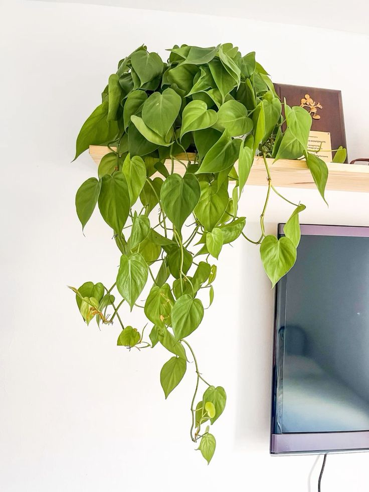 planta jiboia limão