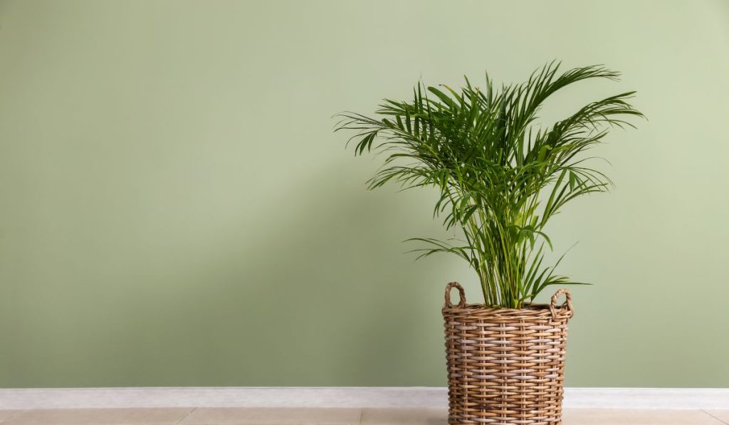 plantas que purificam o ar areca-bambu