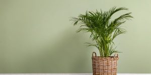 plantas que purificam o ar areca-bambu