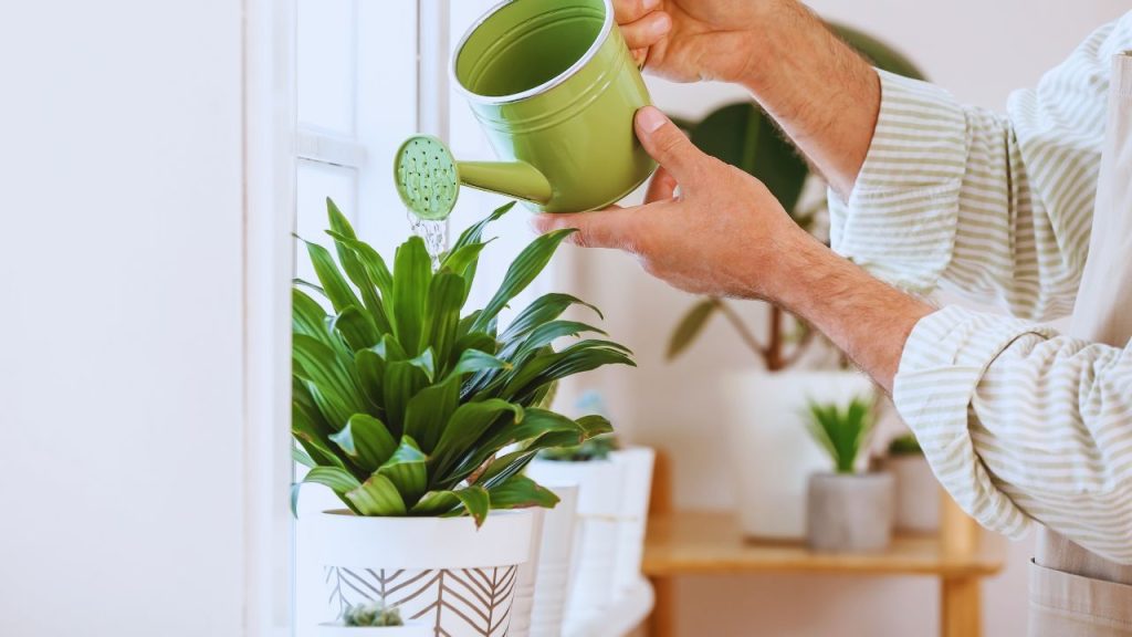 regando planta em tempo seco