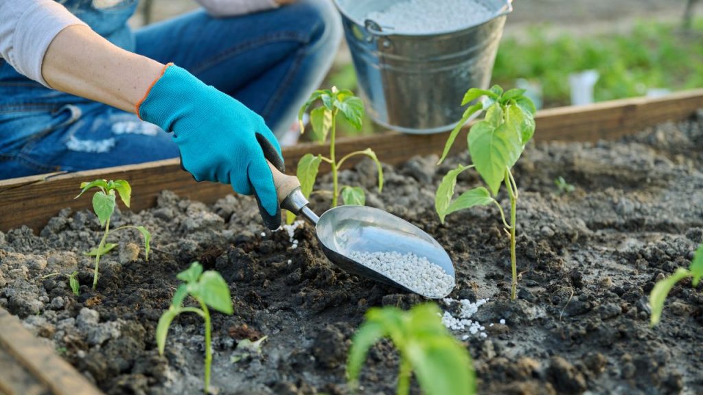 Adubação correta para suas plantas