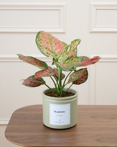 Aglaonema Foto Pinterest - melhores plantas para cultivar em apartamentos