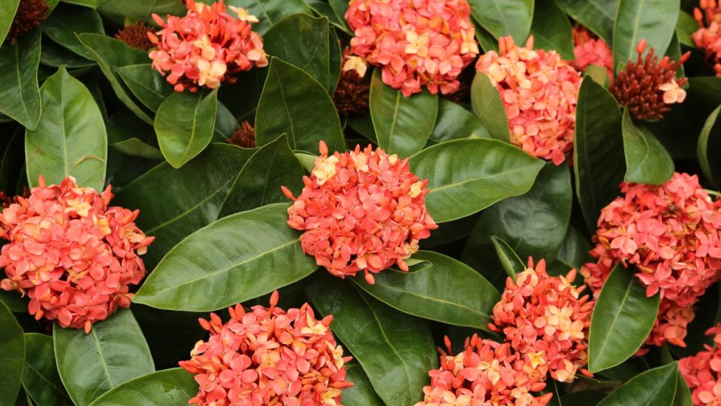 Arbustos floridos de Ixora