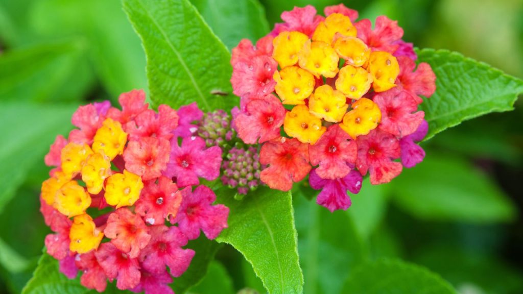 Arbustos floridos de Lantana Camara