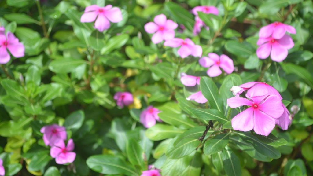 Arbustos que florescem o ano todo Vinca de Madagascar