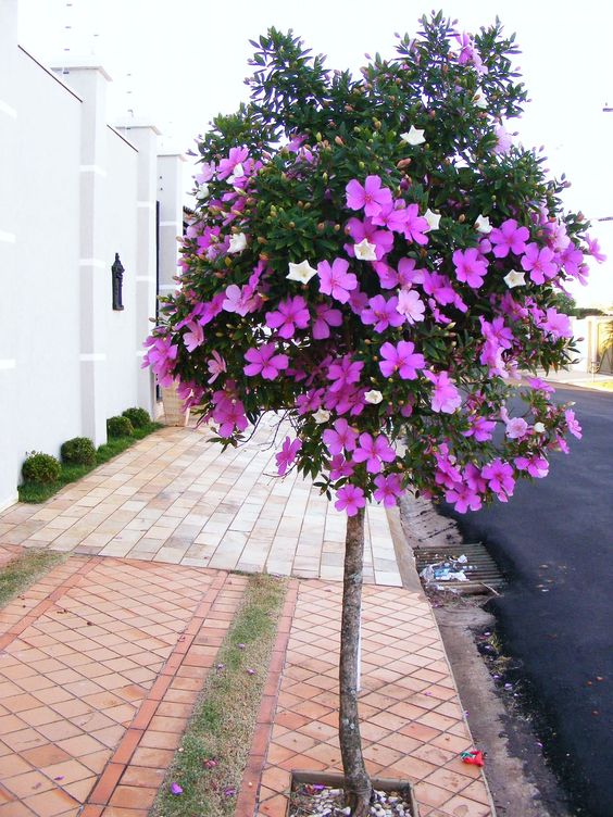  Manacá-da-serra Foto Pinterest