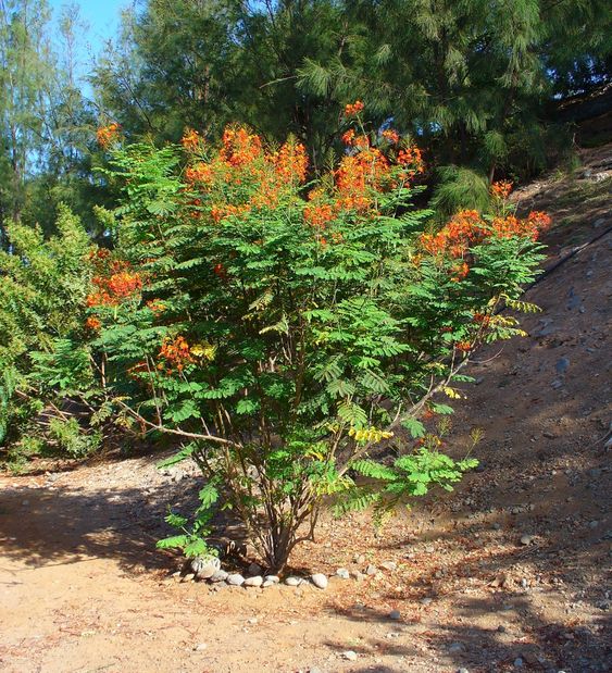 Caesalpinia pulcherrima Foto Pinterest Árvores Ornamentais