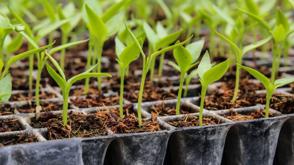 Como fazer mudas de plantas