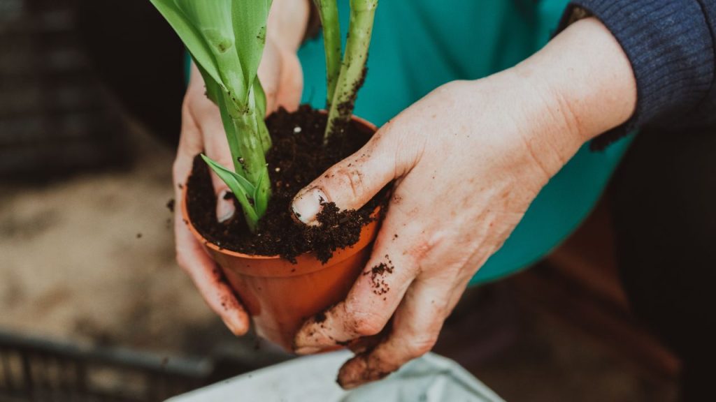 Como transplantar plantas