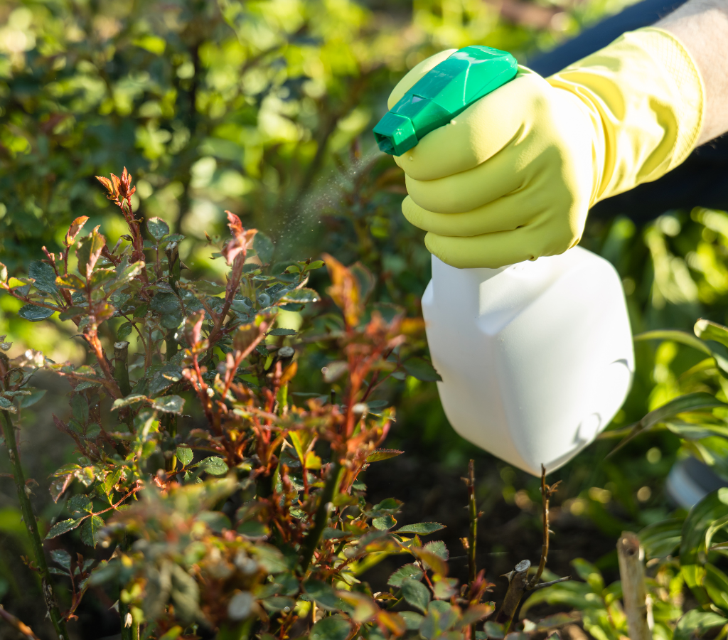 Detergente de Coco para combater pragas comuns