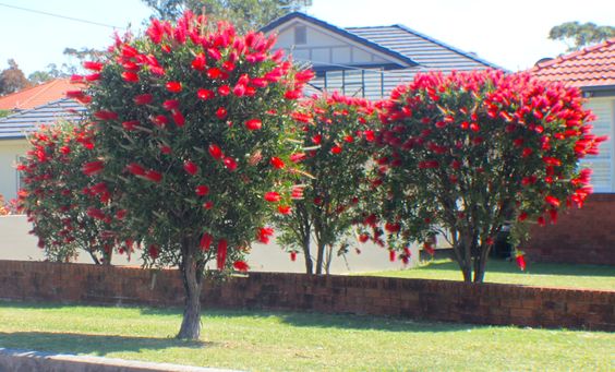 Escova-de-garrafa (Callistemon) Foto Pinterest