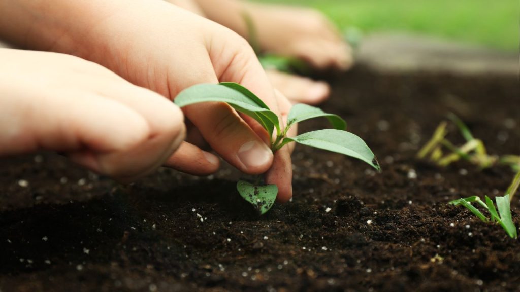 Fazer mudas de plantas em casa