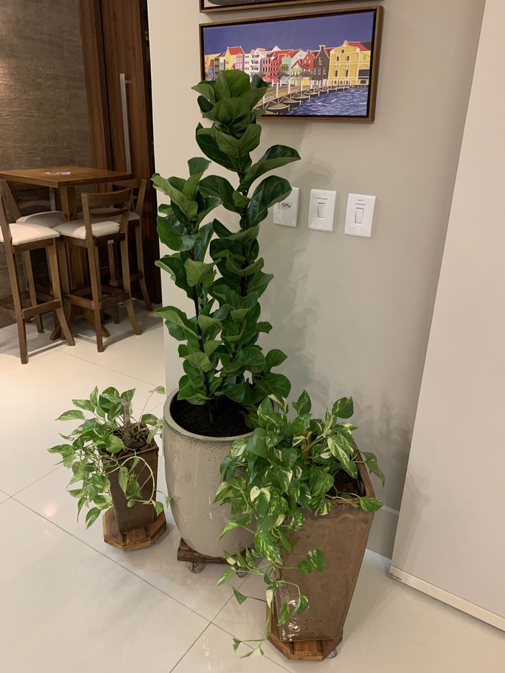 Ficus Lyrata| Foto: Pinterest plantas na cozinha