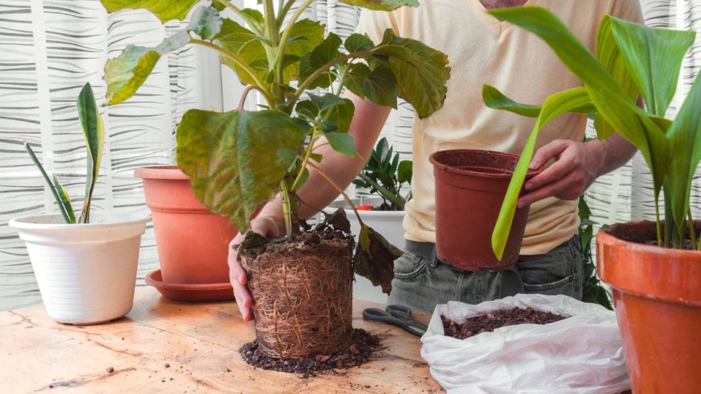 Guia para transplantar plantas