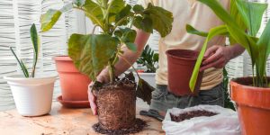 Guia para transplantar plantas