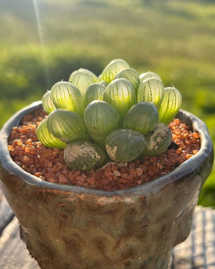 Haworthia | Foto: Pinterest