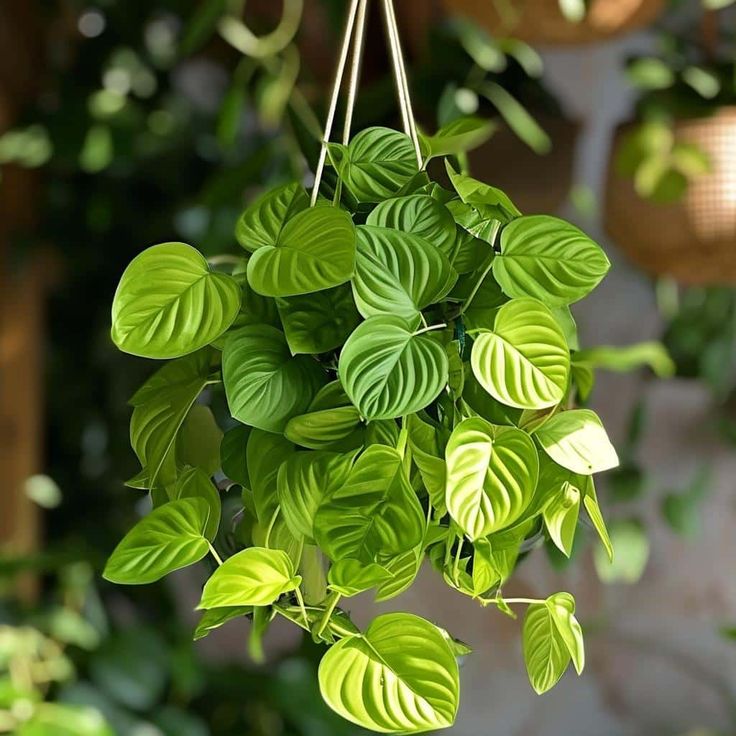 Jiboia plantas na cozinha| Foto: Pinterest