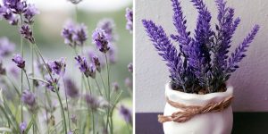 Lavanda Beleza e Perfume