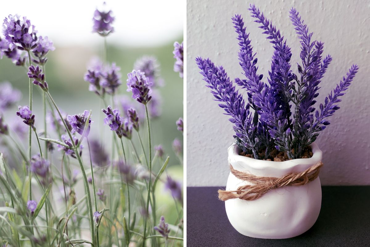 Lavanda Beleza e Perfume