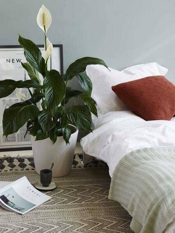 Lírio da Paz no quarto | Foto: Pinterest - Plantas quarto 