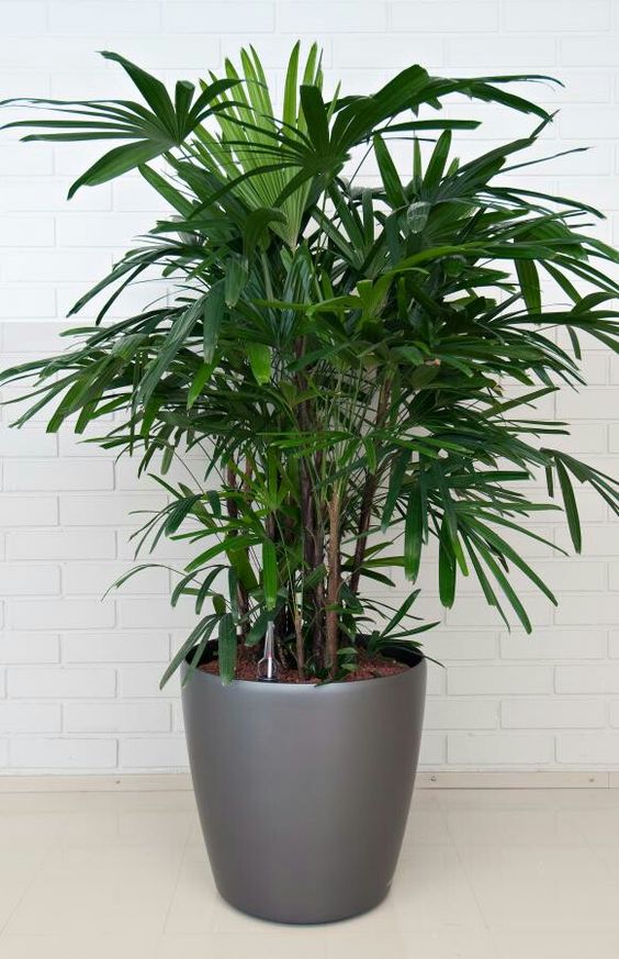 plantas que purificam o ar 