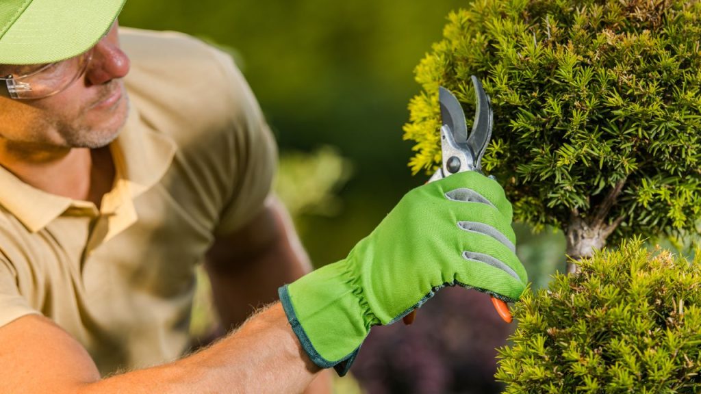 Poda correta para crescimento das plantas