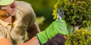 Poda correta para crescimento das plantas