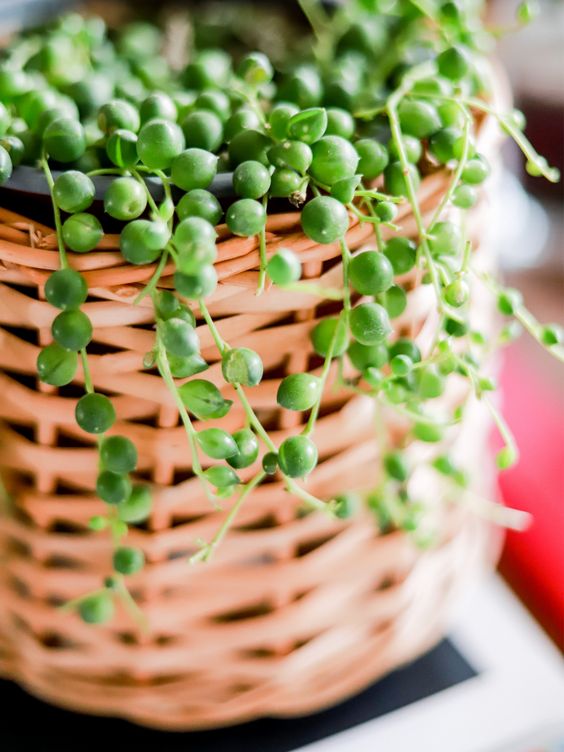 Rosário (Senecio rowleyanus) Foto Pinterest